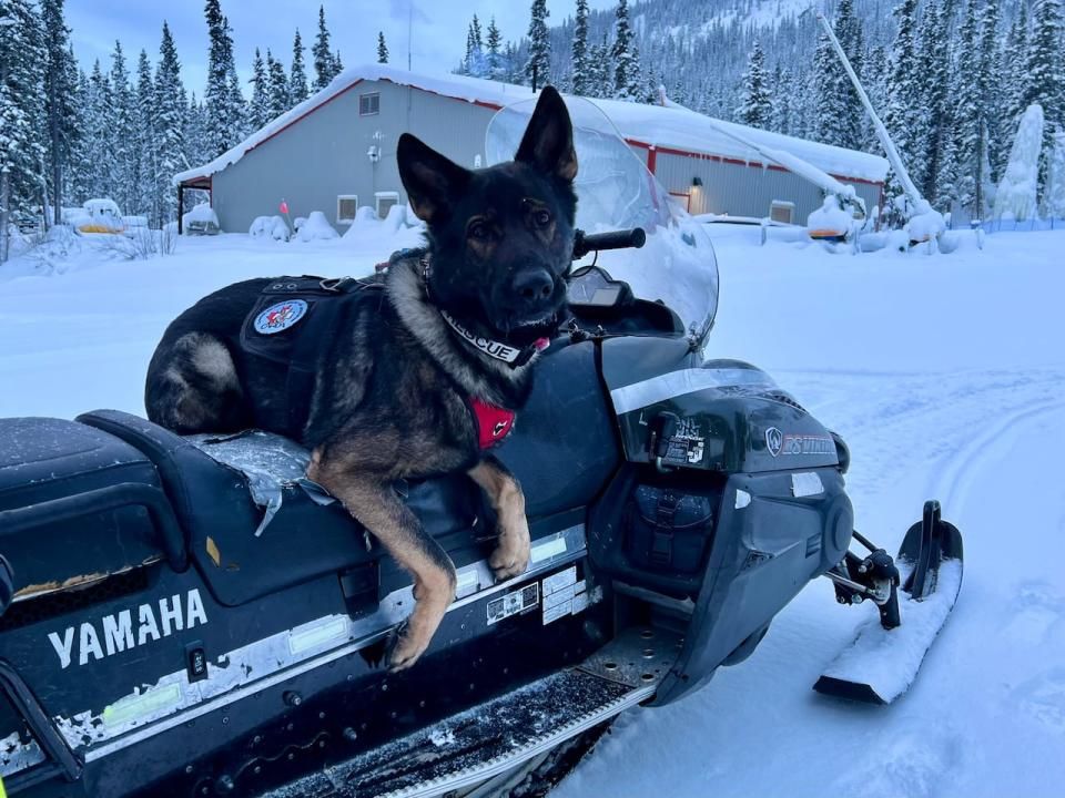 Kipper will be spending most of his time at Mt Sima Alpine Adventure Park, but is also available to respond to incidents in the wider Yukon, and Northern BC.