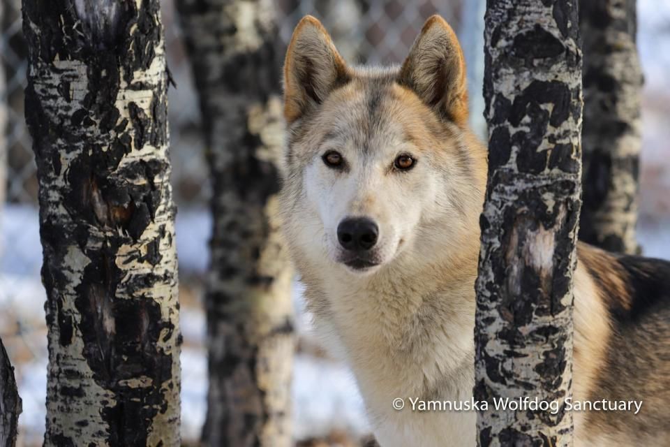 One of the rescues named Sakari is what's called a 'low-content wolf-dog,' given she has less wolf blood than some of the wilder residents at the sanctuary. (Yamnuska Wolfdog Sanctuary/Facebook - image credit)