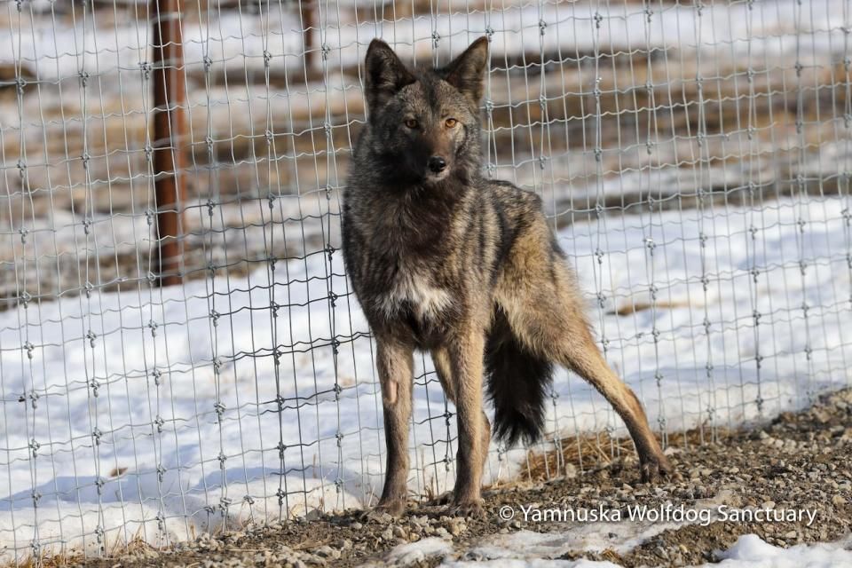 Wildfire is a coyote-dog cross, which is quite rare. The sanctuary says the coydog is one of the most shy animals that came from the Warmland Wolfdog Rescue.