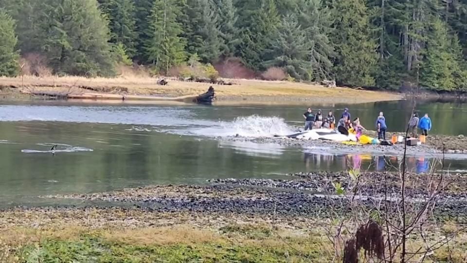 The beached orca is pictured on the right with people trying to push it back to the water while a calf swims nearby on the left.