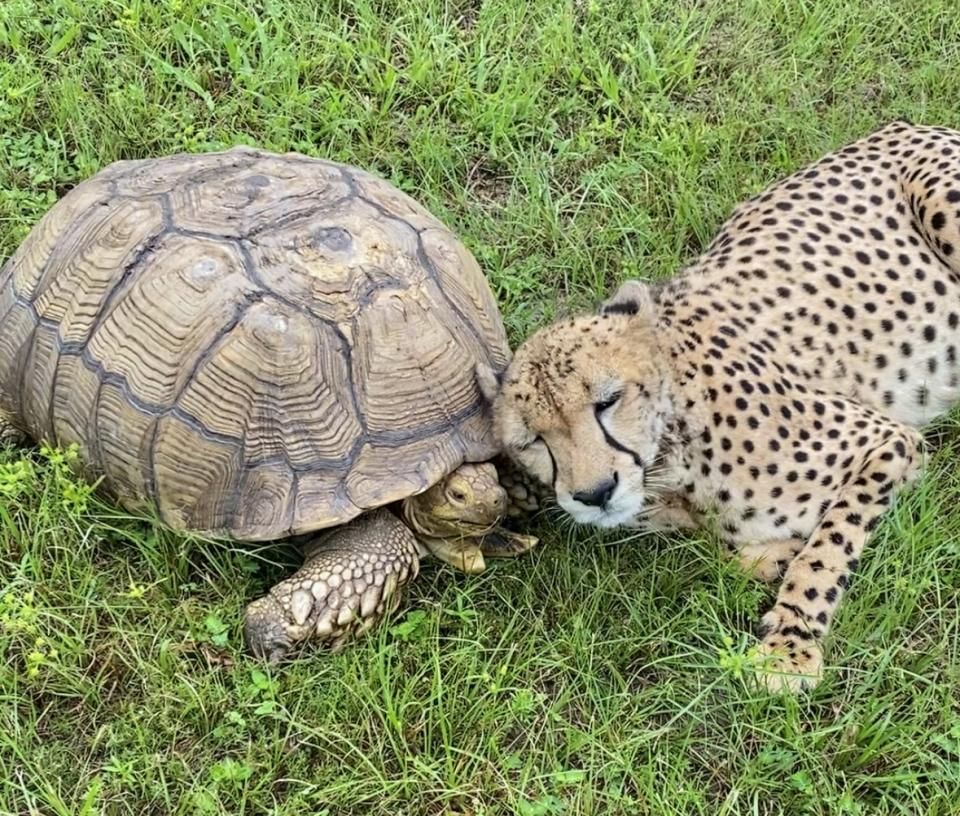 Penzie the tortoise and Tuesday the cheetah are an inseparable duo. (Photo courtesy: Carson Springs Wildlife Conservation Foundation)