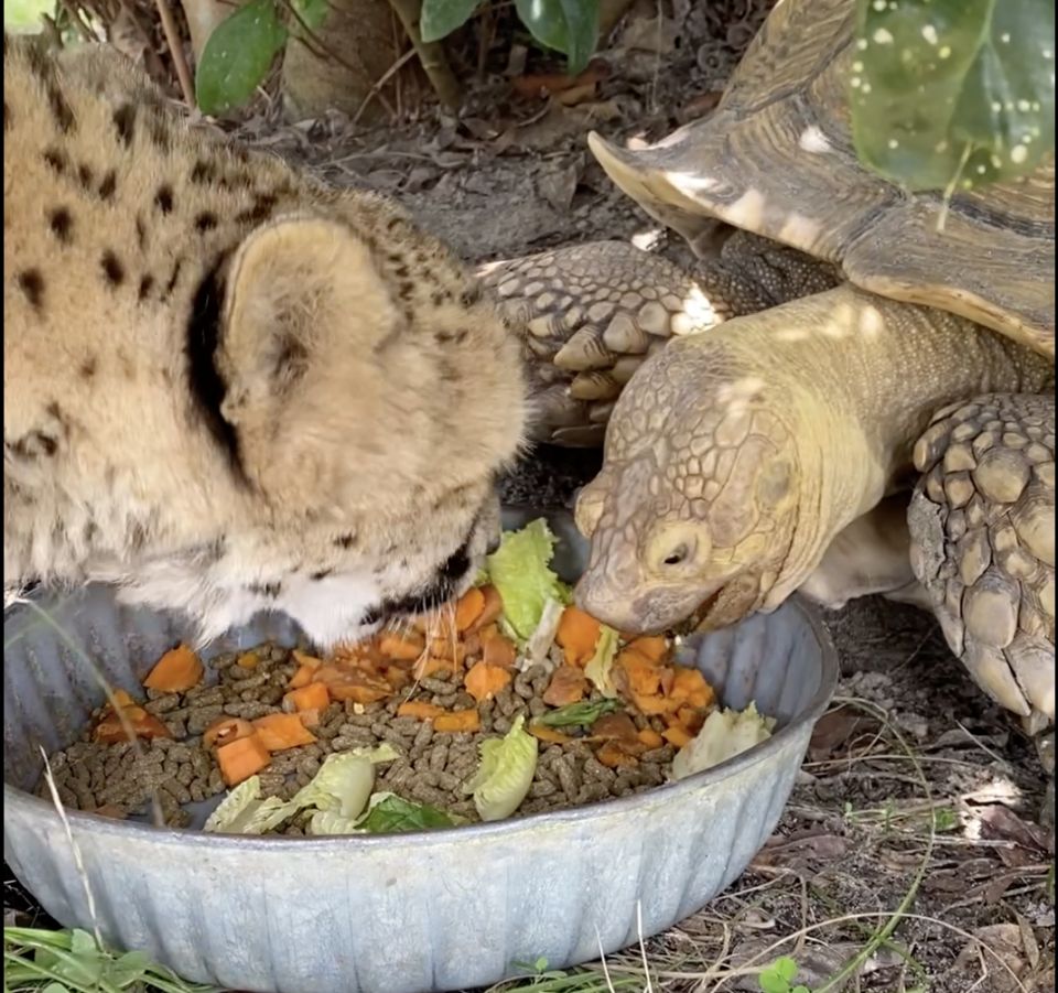 Penzie and Tuesday at Florida conservation centre love sharing meals. (Photo courtesy: Carson Springs Wildlife Conservation Foundation)