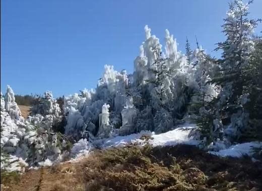 A screenshot from a video Em Oates took of her hike when she stumbled upon ice glazed trees and bushes.  (Submitted by Em Oates - image credit)