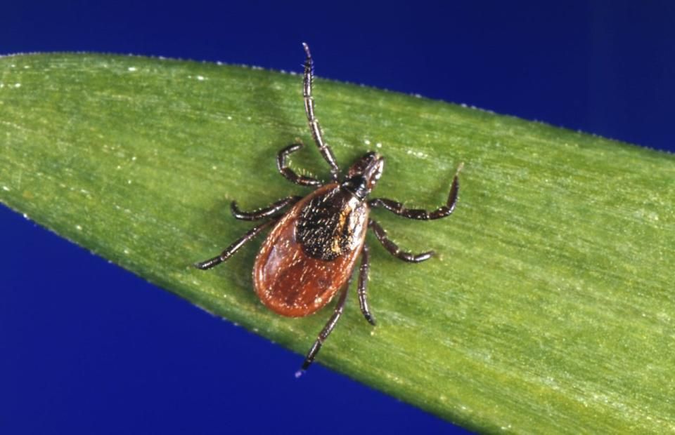 This undated photo provided by the U.S. Centers for Disease Control and Prevention (CDC) shows a black-legged tick, which is also known as a deer tick. Ontario's top doctor expects to see a growing number of cases of three types of tick-borne illness in the province, in addition to Lyme disease — a spread he says is directly linked to climate change.