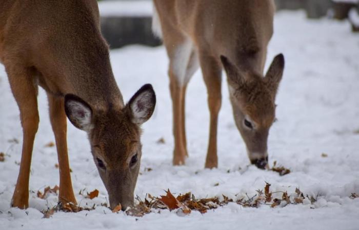 2 cases of 'zombie deer disease' have been confirmed in B.C. Here's what you need to know