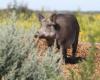 Alberta's Squeal on Pigs campaign seeing success in battle against wild boar