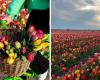 “كأنها مشهد من هولندا”.. افتتاح مزرعة توليب سحرية بالقرب من تورنتو ويمكنك أن تضيع في بحر من الزهور