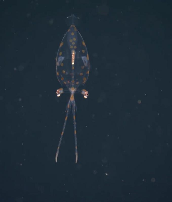 كاميرا توثق ظهور صغير الحبار الزجاجي في أعماق البحر