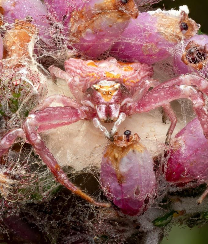 بين الزهور..مصور يلتقط صورة عن قرب لعنكبوت السلطعون داخل عالم وردي اللون