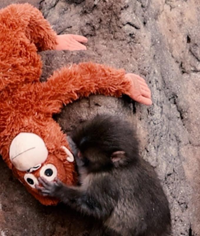 لماذا تعاطف العالم مع القرد "بانش".. وكيف حاله اليوم؟