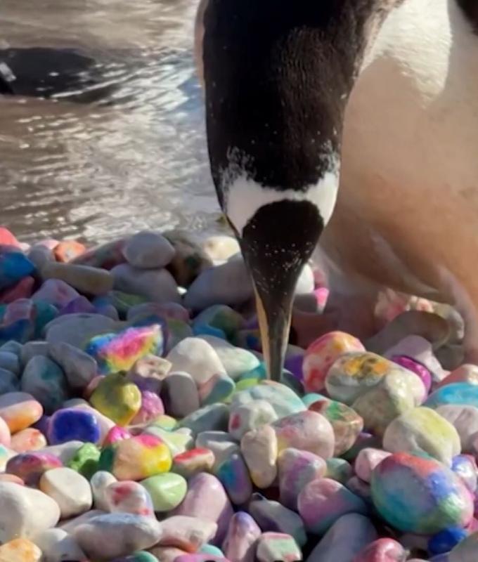 طقس بديع تمارسه طيور البطريق لإطلاق موسم الحب في حديقة حيوانات بريطانية