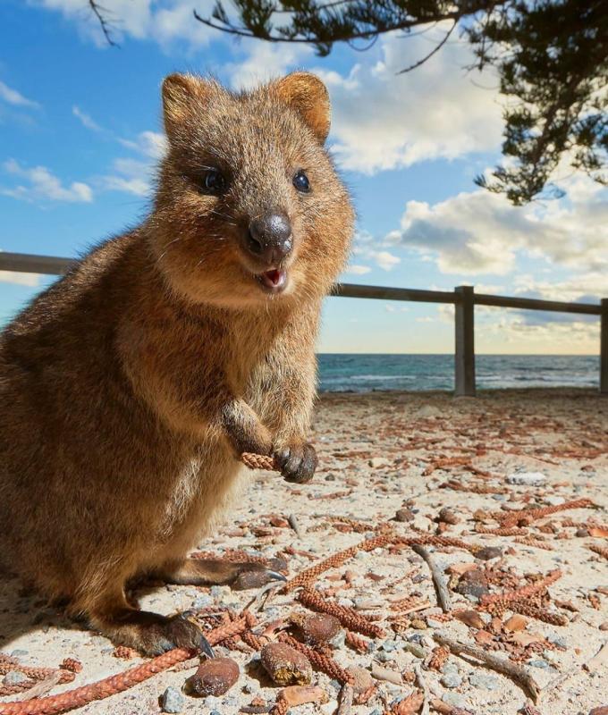 سياح يخيمون فوق قبور مجهولة.. نظرة على التاريخ المظلم وراء جزيرة تبدو عادية في أستراليا
