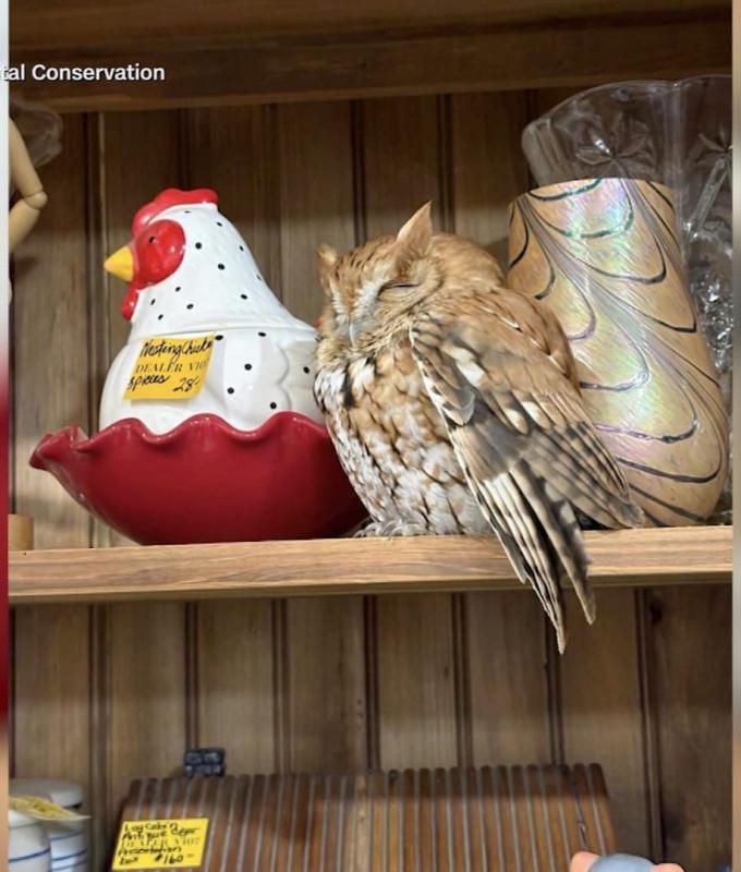 بدت وكأنها إحدى التحف القديمة.. متسوّقون يرصدون بومة نائمة على رف متجر