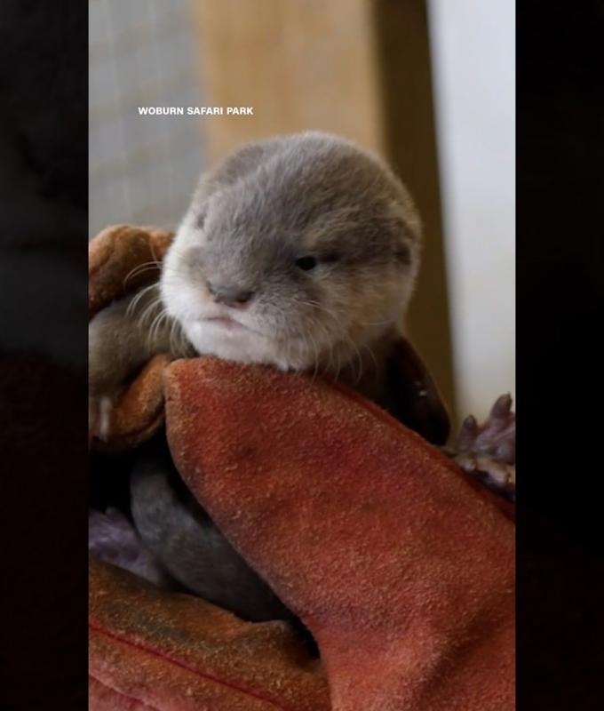 شاهد كيف خضع صغيران من القضاعة لفحوصات صحية بمنتزه في المملكة المتحدة