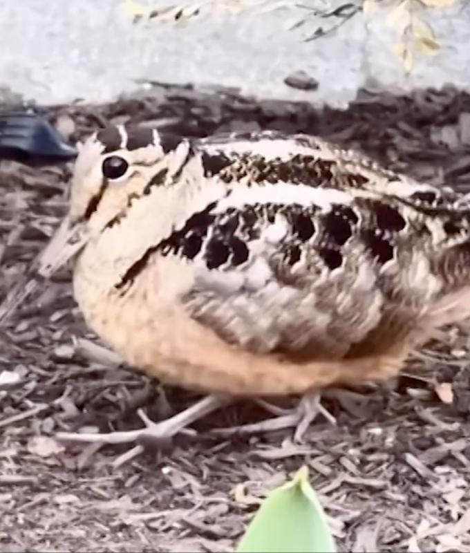 تَبَخْتُر ورقصة فريدة.. الشنقب الأمريكي يخطف الأنظار في نيويورك