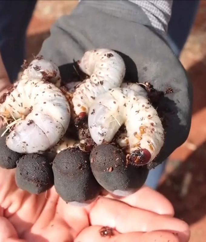 أصابها الرعب.. امرأة تكتشف مخلوقًا غريبًا داخل أكياس تربة في هاواي