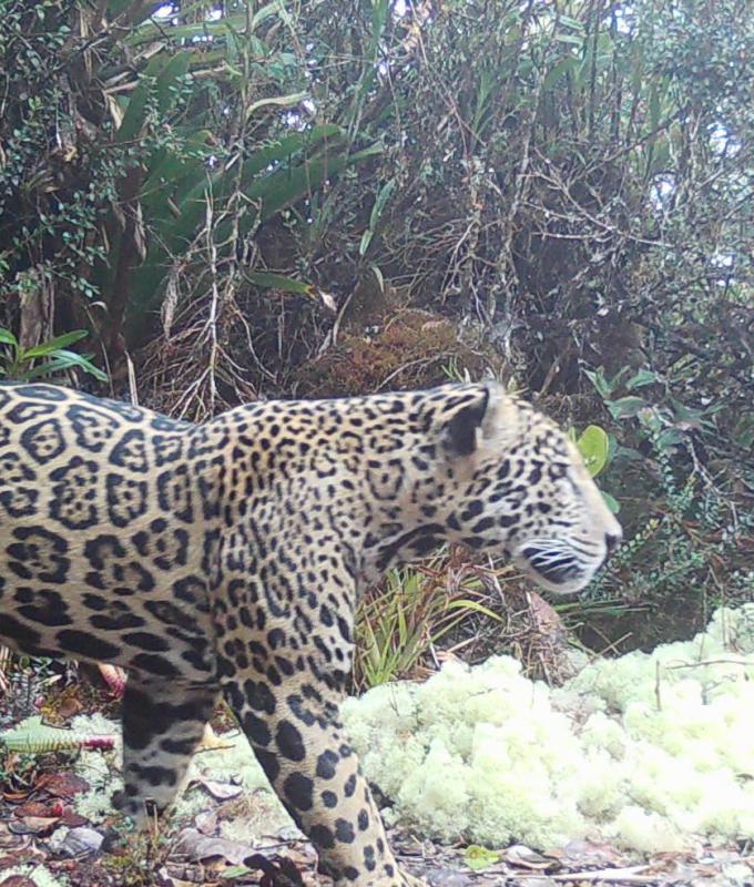 لأول مرة منذ 10 سنوات.. رصد نوع نادر من نمور اليغور في هندوراس