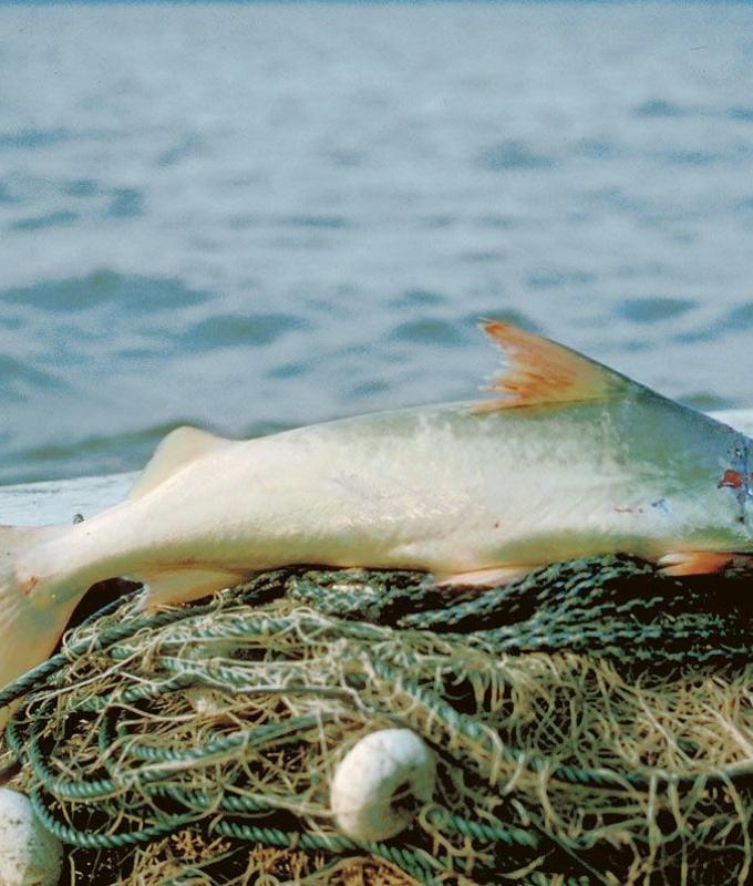 أطول هجرة في المياه العذبة.. كيف تسعى دول الأمازون لإنقاذ هذه السمكة؟