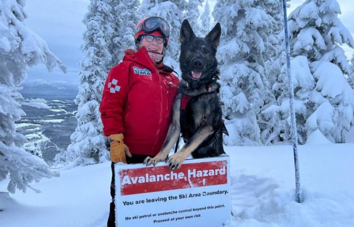 Meet Kipper, the newest — and only — avalanche dog in Canada's North