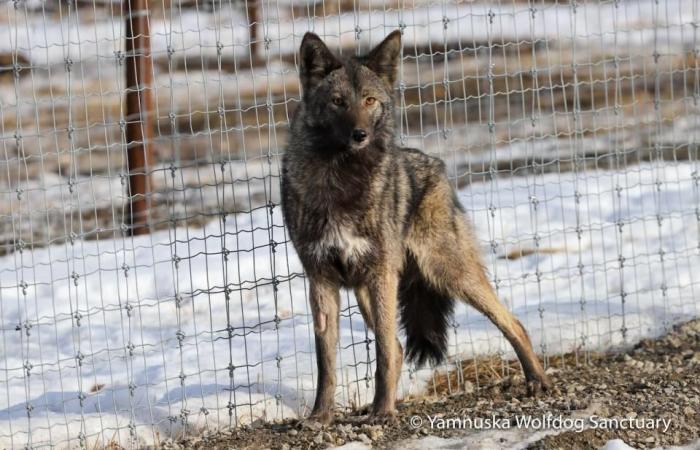Yamnuska Wolfdog Sanctuary hopes to expand as 15 new additions settle in
