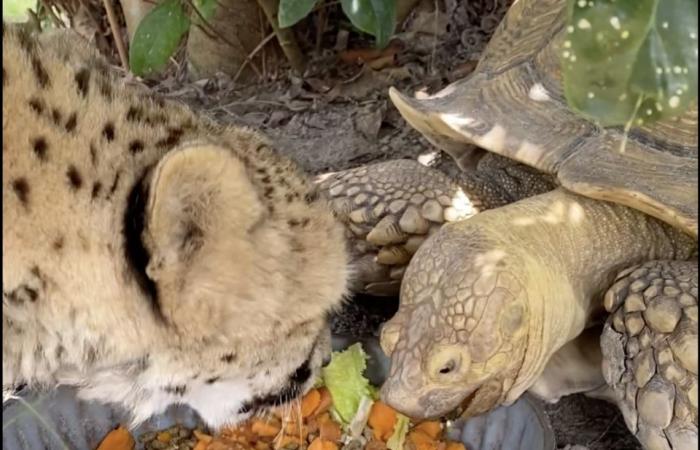 Unlikely friendships: This cheetah-tortoise duo are inseparable and will melt your heart