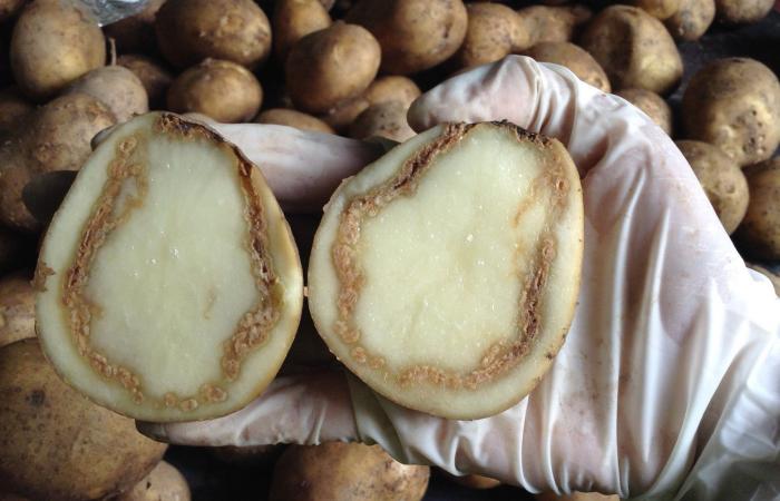دراسة: للكالسيوم دور مهم في حماية نباتات البطاطس من الذبول البكتيري