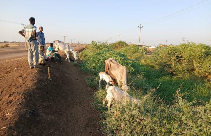 السودان:
      ضربة
      لـ«الدعم
      السريع»
      توقع
      عشرات
      القتلى
      في
      جنوب
      كردفان