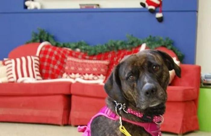 Give
      a
      shelter
      pet
      a
      Home
      for
      the
      Holidays