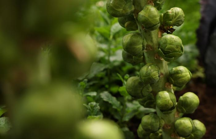 يُشبه الملفوف.. كيف يساعد كرنب بروكسل في الوقاية من الأمراض؟