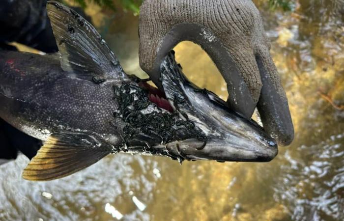 Hundreds
      of
      dead
      salmon
      still
      'chock-full'
      of
      eggs
      found
      in
      Abbotsford,
      B.C.,
      creek