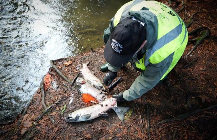 Hundreds
      of
      dead
      salmon
      still
      'chock-full'
      of
      eggs
      found
      in
      Abbotsford,
      B.C.,
      creek