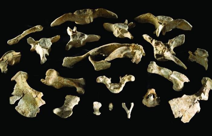 دراسة علمية دولية بارزة تؤكد: قطر موطن أغنى موقع أحفوري لأبقار البحر في العالم