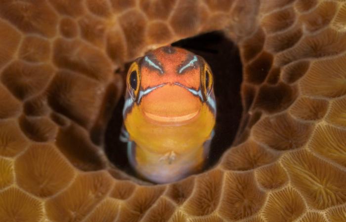 صورة لغوريلا مرحة تفوز بمسابقة التصوير الكوميدي للحياة البرية