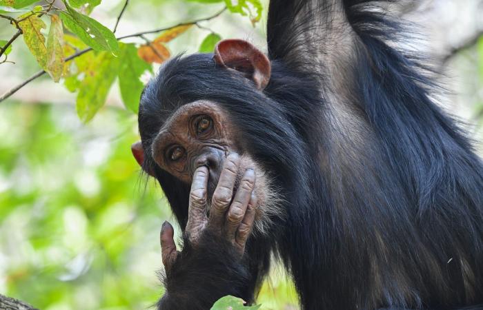 صورة لغوريلا مرحة تفوز بمسابقة التصوير الكوميدي للحياة البرية