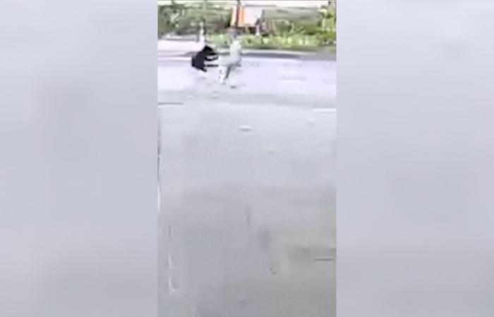 هجوم مفاجئ لدب على راهب بوذي أمام معبد.. شاهد كيف وصف لحظات الرعب لـCNN