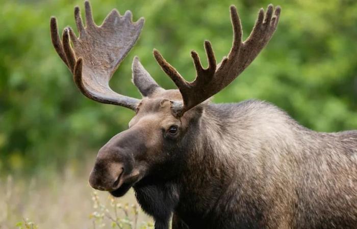 Parasitic
      brain
      worm
      deadly
      for
      moose,
      elk,
      caribou
      found
      in
      Alberta
