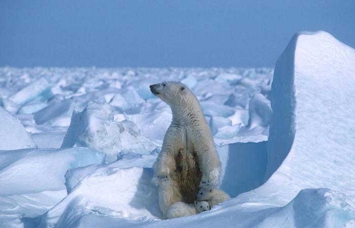 دبة
      قطبية
      بكندا
      تتبنى
      شبلاً
      في
      واقعة
      نادرة