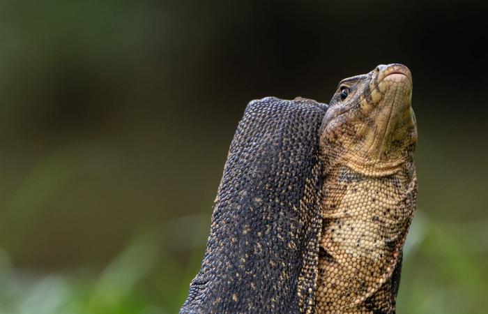 سحليتان تتعاركان في حديقة..مصورة تشرح القصة وراء مشهد طريف في سنغافورة