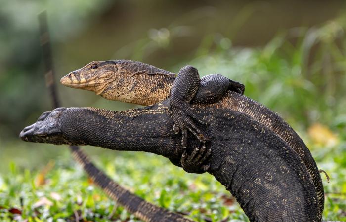 سحليتان تتعاركان في حديقة..مصورة تشرح القصة وراء مشهد طريف في سنغافورة