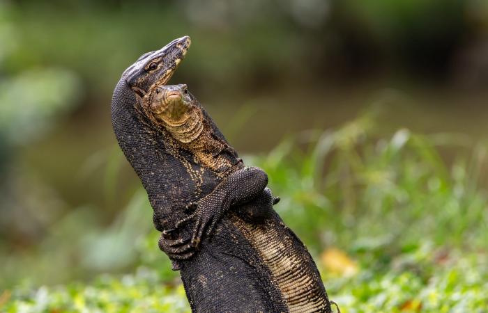 سحليتان تتعاركان في حديقة..مصورة تشرح القصة وراء مشهد طريف في سنغافورة
