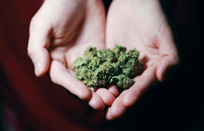 ترامب
      يعلن
      تصنيف
      «الماريغوانا»
      كمادة
      مخدرة
      أقل
      خطورة