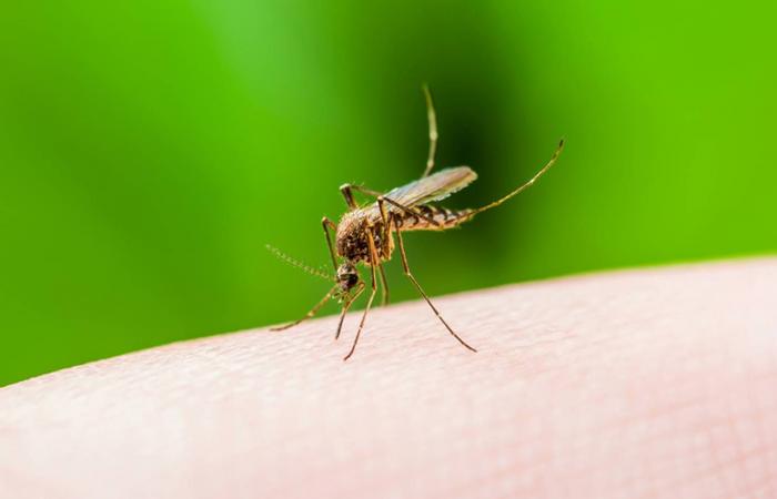 بعوض
      فلوريدا
      يستعيد
      مشهداً
      من
      «جوراسيك
      بارك»
      لكن
      بلا
      ديناصورات