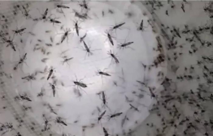 بعوض
      فلوريدا
      يستعيد
      مشهداً
      من
      «جوراسيك
      بارك»
      لكن
      بلا
      ديناصورات