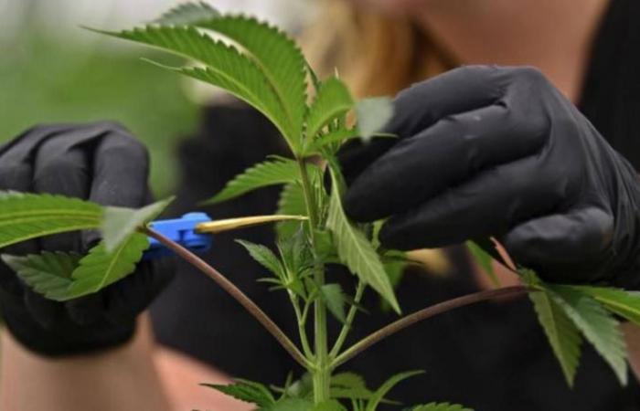 ترامب
      يعلن
      تصنيف
      «الماريغوانا»
      كمادة
      مخدرة
      أقل
      خطورة