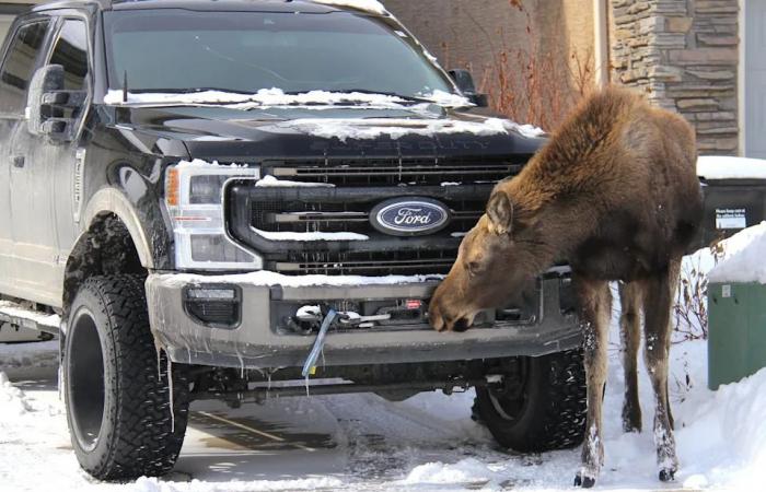 2
      moose
      removed
      from
      Calgary
      suburb
      after
      kicking
      dog
      in
      backyard