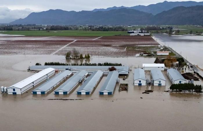 'The
      loss
      ...
      is
      brutally
      hard':
      Bird
      flu
      and
      flooding
      present
      a
      dual
      crisis
      for
      B.C.
      poultry
      farmers