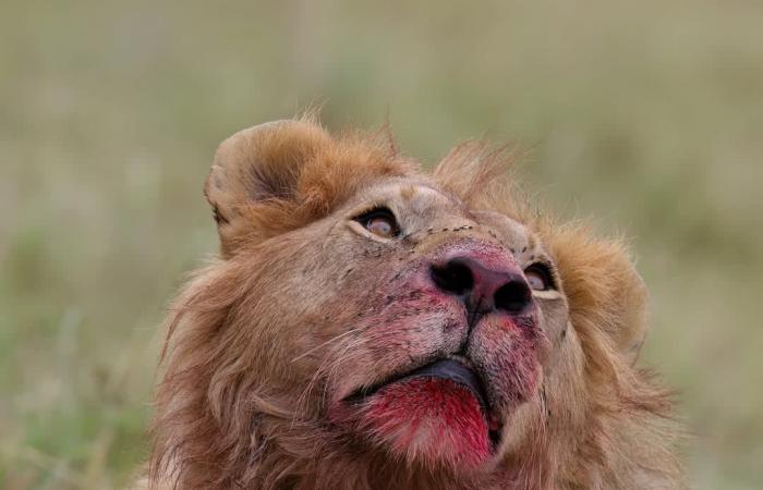 إطلالة تليق بملك.. طيّار يوثق لحظة مهيبة لأسد بشَعرٍ مجعّد في كينيا