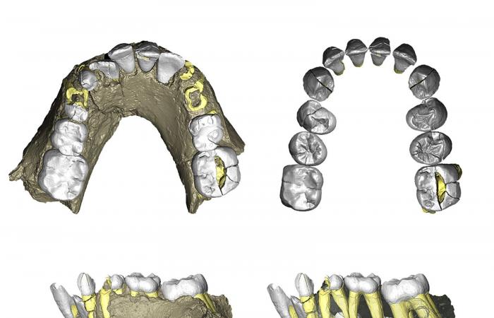 أحفورة قدم غامضة قد تُحدث هزّة في شجرة العائلة الإنسانية.. لماذا؟