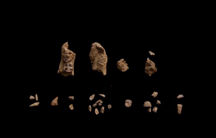 أحفورة قدم غامضة قد تُحدث هزّة في شجرة العائلة الإنسانية.. لماذا؟