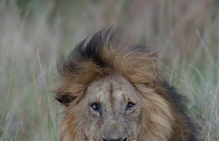 إطلالة تليق بملك.. طيّار يوثق لحظة مهيبة لأسد بشَعرٍ مجعّد في كينيا